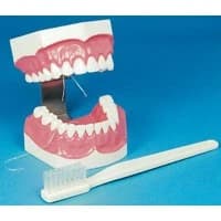 Hager Worldwide #355637, BRUSH-N-FLOSS STUDY MODEL Image