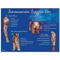 Nasco #LF00695U, Poster Intermuscular Injection Site Laminated 18x24" Ea Image Nasco #LF00695U, Poster Intermuscular Injection Site Laminated 18x24" Ea Image